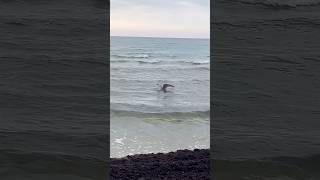 Epic Seagull Hunt 🦅 Catching Flounder in the Baltic Sea Liepaja 🌊 shortsviral [upl. by Eelirak765]