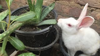 Rabbit 🐇 Playing and Eating [upl. by Honora]