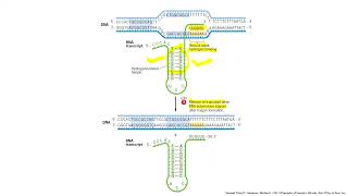 Lecture 4 Termination of transcription in E coli [upl. by Einoj605]