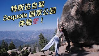 【震撼】特斯拉自驾，探秘加州 Sequoia 和Kings Canyon国家公园！两天红杉树之旅！ [upl. by Sikko293]