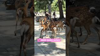 Cute Deer Nara Park Japan 動物園 奈良の鹿 naraparkjapan zoo deer park japan [upl. by Capone]