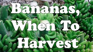 Bananas When To Harvest [upl. by Sabelle294]