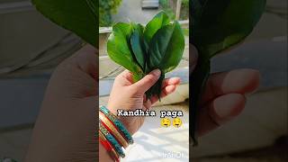 Kandhia paga re kandhia Patra daliki khaili🤤🤤Pura maja asigala👌👌Odiafood [upl. by Neenad]