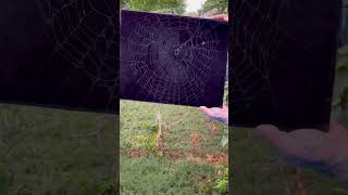 Preserving Abandoned Spider Web in Backyard 🕸️ 🕷️ [upl. by Menendez]