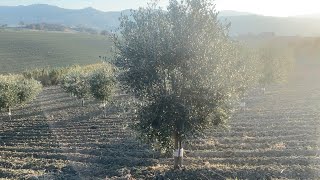 Potatura Olivo Formazione giovani piante [upl. by Myrt659]