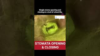 Stomata real life opening and closing of stomata real lifelife processes class 10 biology class10 [upl. by Clarissa173]