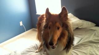 Crazy Rough Collie [upl. by Brenna]