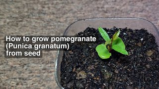 HOW TO GROW POMEGRANATE Punica granatum FROM SEED [upl. by Avron227]