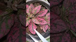 How to make polka dot plant healthy amp bushy gardeningaesthetics Hypoestes balconygarden shorts [upl. by Sterner461]