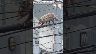 Amazing Mama Possum Carries Babies Across Wire [upl. by Martyn]