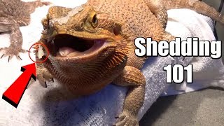 Bearded Dragon Shedding Tips [upl. by Michiko]