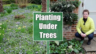 What Should You Plant Under Trees amp Shrubs [upl. by Lleihsad]