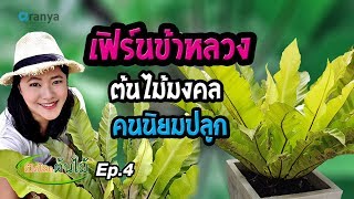 เฟิร์นข้าหลวง ต้นไม้มงคล คนนิยมปลูกเปิดโลกต้นไม้ Ep4 Aranya Channel [upl. by Schiffman123]