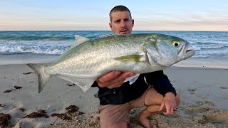 Back to Basics “ Gang Hooks amp Pilchards “ Beach Fishing [upl. by Phia155]