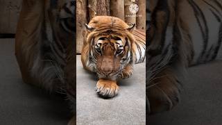 Tiger sound tiger lionshorts shortvideowildanimalsnameandsound [upl. by Lyrahs480]