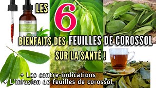 Les bienfaits des feuilles de corossol sur la santé [upl. by Fidellas]