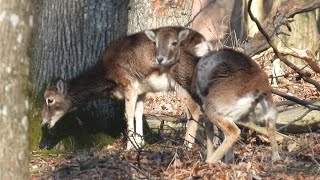 Mouflons Chilling in the Forest  4k [upl. by Bigner]