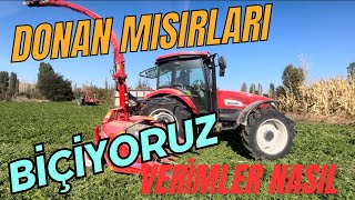 BAŞAK 2105s MISIR SİLAJI YAPIMI MISIRLARI DON VURDU KAMYONU BATIRDIKCengizÇaylıIlaydaAltntas [upl. by Notyrb973]