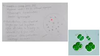 Isolation and characterization of Cyanobacteria with examples and diagram  MSc practical series [upl. by Ecirual421]