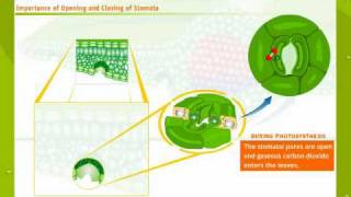 Structure And Working Of Stomata [upl. by Onairotciv758]