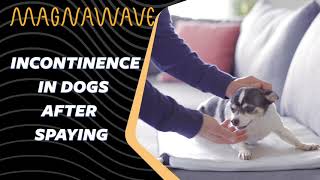 Incontinence in Spayed Dogs  MagnaWave [upl. by Niamart]