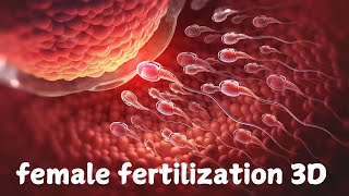 Female Fertilization What Really Happens Inside the Body [upl. by Celka]