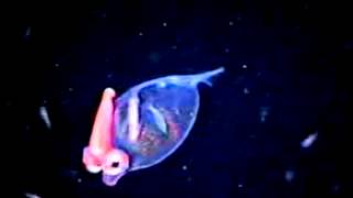 Cephalopod video Teuthowenia megalops [upl. by Mychael]