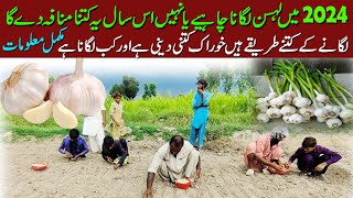 lehsun ki kasht in Pakistan  lehsun ki kheti  garlic farming in Pakistan  garlic early crop [upl. by Jempty]