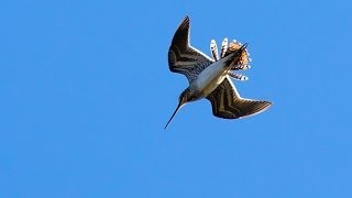 Common snipe  Taivaanvuohi [upl. by Idham]