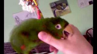 Vinnie the whiteeyed conure playing and cuddling [upl. by Ross]