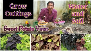 Amazing ways of Growing Cuttings of Sweet Potato Vine [upl. by Sherrie317]