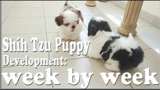 Shih Tzu Puppy Development week by week [upl. by Nyliahs]