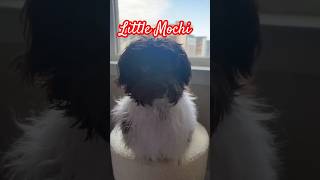 Little Havanese Mochi answers questions puppy cutedog viral [upl. by Yvi]