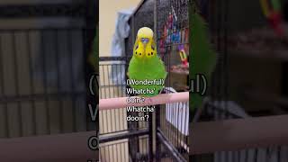 Im Smart Baby Bird  Boba the Budgie  Talking Parakeet shorts [upl. by Nirtiac505]