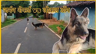 German shepherd vs local dog fight scene 😈 [upl. by Rather]