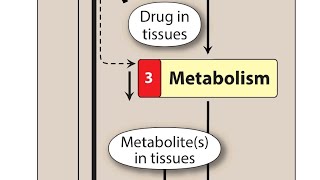 Drug metabolism phase 1 and 2 Biotransformation simplified  Pharmacokinetics  pharmacology [upl. by Nostrebor]