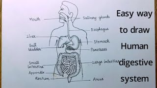 Human digestive system drawing [upl. by Ecnesse]