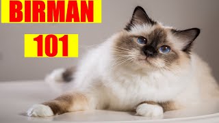 Birman Cat 101  Must Watch BEFORE Getting a BIRMAN CAT [upl. by Constancy325]