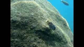 Fuelleborni Cichlid Marmalade Video from Lake Malawi Malawi cichlids in the wild [upl. by Ytima]