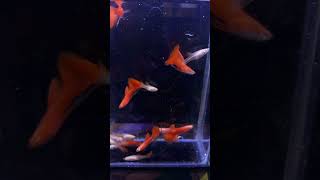 Guppy Albino Full Red Ribbon WA 085788130857 [upl. by Atiral]