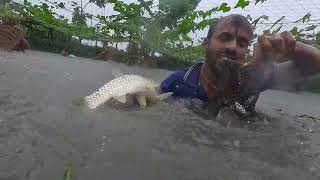 Asian Country Fishing  Unbelievable Big Monster Fish Hunting  Traditional Fishing In Rainy Day [upl. by Brenner397]