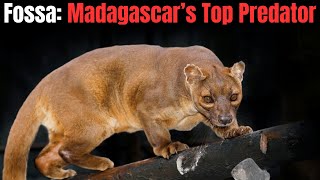 Fossa  Madagascar’s Top Predator [upl. by Aeriel172]