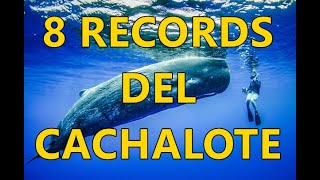 8 Records del Cachalote que no sabías [upl. by Dlaniger]