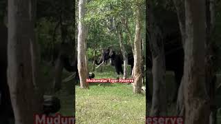 Mudumalai Tiger Reserve [upl. by Neelrak]