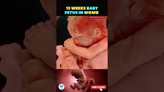 A life growing inside the womb  15 weeks fetus  Fetal growth baby shorts life [upl. by Aimaj]