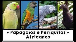 Papagaios e Periquitos Africanos [upl. by Selec735]