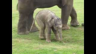 Cute baby elephants first steps and steps on his trunk Adorable At the Whipsnade Zoo UK [upl. by Mencher]