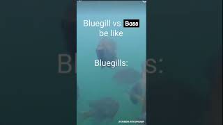 Bluegill vs bass [upl. by Elleinet]