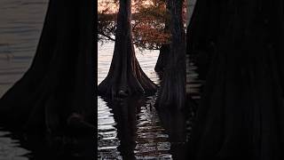 Beautiful Bald Cypress Trees at Sunset on Caddo Lake in Oil City LA cypress tree lake sunset [upl. by Sadie]