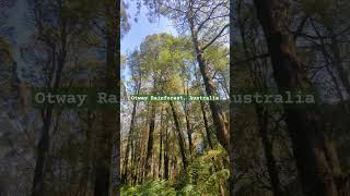 Otway Rainforest  Otway Fly Treetop walk entrance Australia [upl. by Lrub]